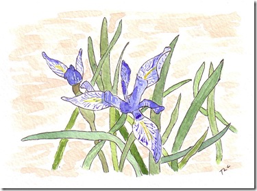 Blue Trillium Sunriver