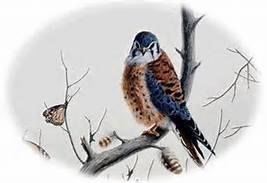 kestral